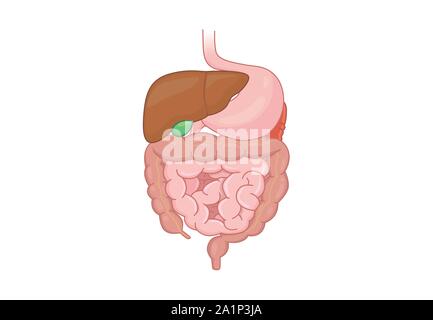 Apparato digerente organo dell essere umano isolato su sfondo bianco. Anatomia umana. Illustrazione Vettoriale