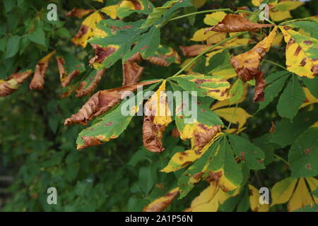 Cavallo castagno infestato con foglie miner moth sentieri Foto Stock