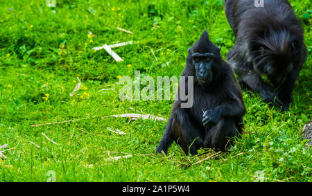 Primo piano di celebes macaco crestato, specie gravemente minacciate specie di primate dalla riserva Tangkoko di sulawesi Foto Stock