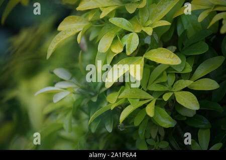 Acqua su foglie verde Foto Stock