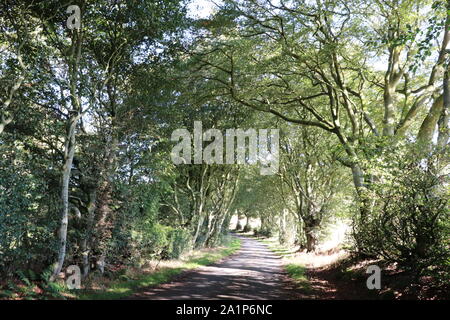 La strada attraverso arcade di alberi Foto Stock