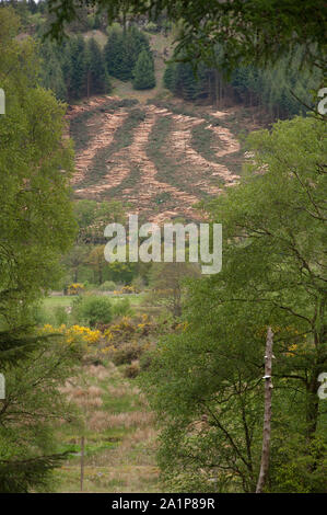 I lavori forestali - tagliare il legname pronto per impilamento, Kinharvie, Nuova Abbazia, Dumfries Scozia SW Foto Stock