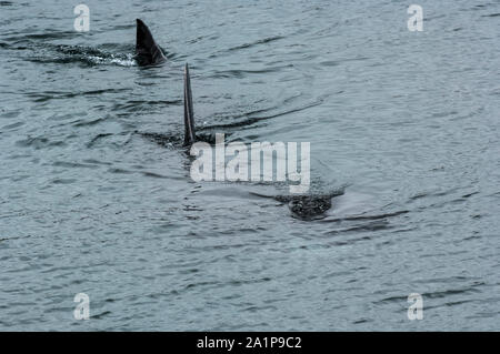 Lo squalo elefante (Cetorhinus maximus) nelle acque costiere intorno Coll, Ebridi Interne, Scozia Foto Stock