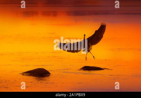 Silhouette di airone blu sbarcano su roccia in acqua al tramonto Foto Stock