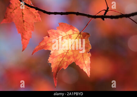 Close up retroilluminato rosso arancio foglie di acero con cielo sfocata e lascia lo sfondo Foto Stock