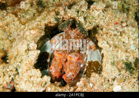 Infilzare canocchia, Lysiosquillina lisa, Sulawesi Indonesia. Foto Stock