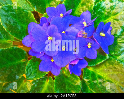 Bella viola pansy fiori su foglie verdi Foto Stock