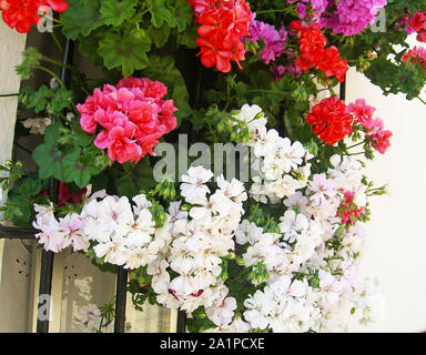 Rosa geranio sul balcone bianco, rosso e fucsia geranio sul balcone Foto Stock