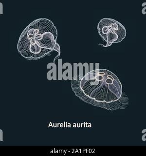 Disegnata a mano illustrazione vettoriale di meduse Aurelia aurita, chiamato anche il comune di meduse, luna meduse, moon jelly, o saucer jelly contro il buio Illustrazione Vettoriale