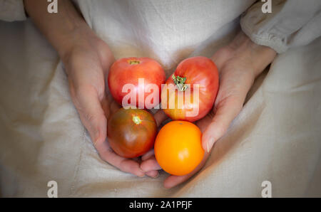 Un paese donna, un agricoltore detiene quattro rosso e succosi pomodorini nelle sue mani. Lei ha appena raccolto i frutti nel giardino vegetale Foto Stock