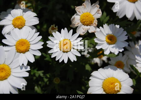 Fiori di giapponese per vedere in primavera hydrangea, rose, tulipani e molti di più per vedere in Giappone Foto Stock