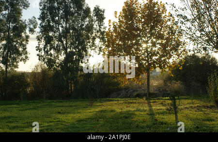 Tramonto d'autunno in un parco con i raggi del sole che attraversano i brunch Foto Stock