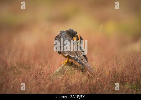 Aplomada falcon, Falco femoralis, captive in scrub a secco Foto Stock