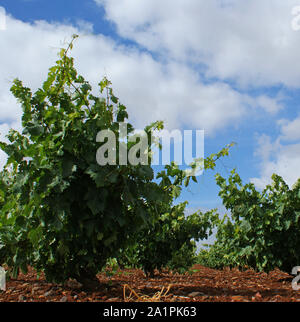 Vigneto irrigato sul trellis con sfondo con cielo nuvoloso Foto Stock