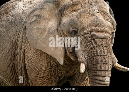 Elefante africano isolati su sfondo nero Foto Stock