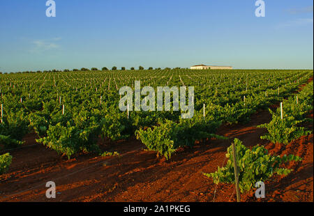 Vigneto irrigato sul trellis con sfondo con cielo nuvoloso Foto Stock