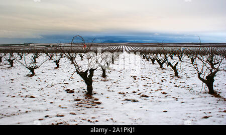 Vigneto irrigato sul trellis con sfondo con cielo nuvoloso Foto Stock