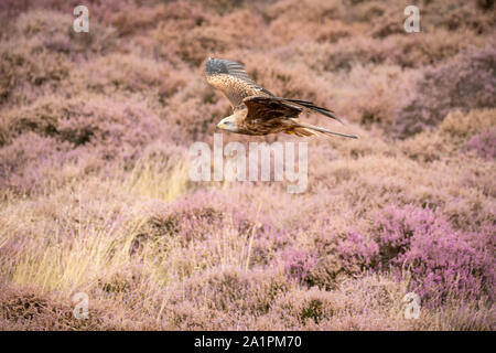 Aquilone rosso, Milvus milvus, aprire brughiera a inizio autunno Foto Stock