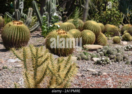 Cylindropuntia tunicata cactus in primo piano e Echinocactus grusonii in background. Foto Stock