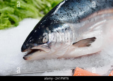 Salmone King sul ghiaccio nel supermercato, cloes-up della testa Foto Stock