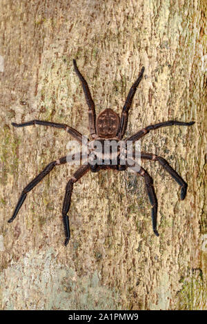 Il ragno gigante huntsman sul tronco di albero. Huntsman spider è membri della famiglia Sparassidae precedentemente Heteropodidae. Parco Nazionale Masoala, Toamasina pro Foto Stock