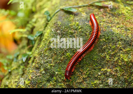 Millepiedi nella foresta pluviale. Madagascan Fire millepiedi, pres. Aphistogoniulus Corallipes nel Parco Nazionale Masoala in Madagascar la fauna selvatica e la natura selvaggia Foto Stock