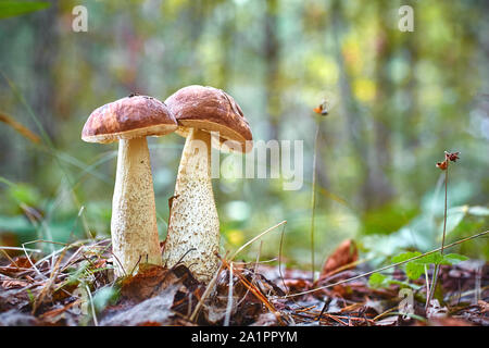 Autunno scena carino - twins funghi crescono insieme. Foto Stock