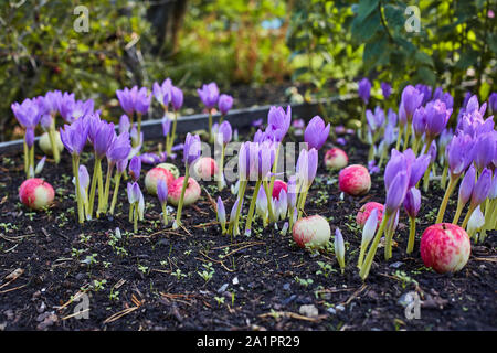 Nel giardino è venuto l'autunno. Un bellissimo fiore autunno fiorì - colchicum, simile alla primavera di crochi. Le mele cadono a terra. Al cuore, di tristezza e di Foto Stock