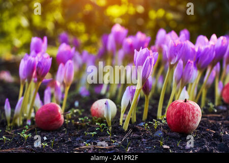 Nel giardino è venuto l'autunno. Un bellissimo fiore autunno fiorì - colchicum, simile alla primavera di crochi. Le mele cadono a terra. Al cuore, di tristezza e di Foto Stock