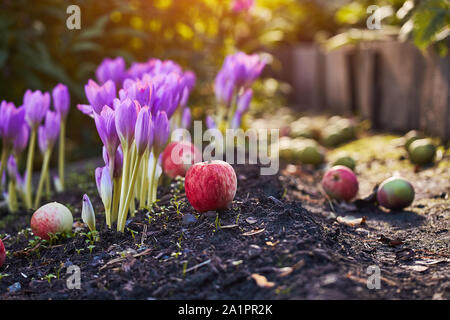 Nel giardino è venuto l'autunno. Un bellissimo fiore autunno fiorì - colchicum, simile alla primavera di crochi. Le mele cadono a terra. Al cuore, di tristezza e di Foto Stock