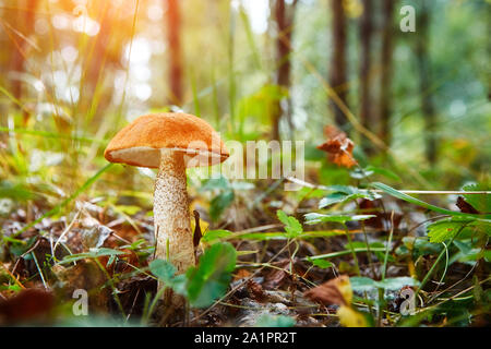 Close-up fungo Leccinum scabrum cresce nella foresta. Piccoli funghi, soft bokeh, verde erba, foglie. Giorno d'estate e di sole dopo la pioggia. Foto Stock