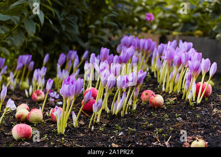 Nel giardino è venuto l'autunno. Un bellissimo fiore autunno fiorì - colchicum, simile alla primavera di crochi. Le mele cadono a terra. Al cuore, di tristezza e di Foto Stock