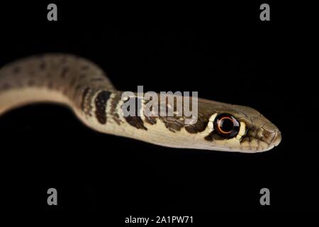 Dahl la frusta snake (Platyceps najadum) Foto Stock