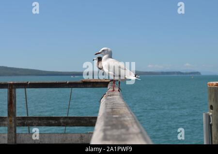 White seagull bird presso il molo del porto Foto Stock