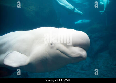 Il Beluga whale (Delphinapterus leucas) presso il Georgia Aquarium nel centro di Atlanta, Georgia. (USA) Foto Stock