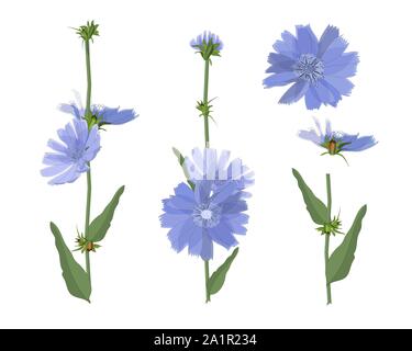 Cicoria blu i fiori con steli e foglie. Illustrazione Vettoriale