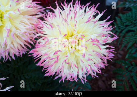 Dahlia Hapet perfetta Foto Stock