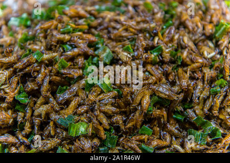 Frittura di insetti sulle strade di strada di Chiangmai in Thailandia ad alta risoluzione galleria dell'immagine. Foto Stock