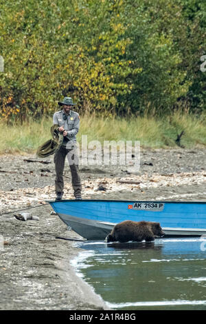 Un ranger del parco impedisce una giovane brown Bear Cub da giocare con una barca sulla spiaggia di Brooks Camp nel Parco Nazionale e Riserva di Katmai, 15 Settembre 2019 vicino a King salmone, Alaska. Il parco si estende per i mondi più grande esecuzione di salmone con quasi 62 milioni di salmone che migrano attraverso i flussi che alimenta alcuni dei più grandi orsi nel mondo. Foto Stock