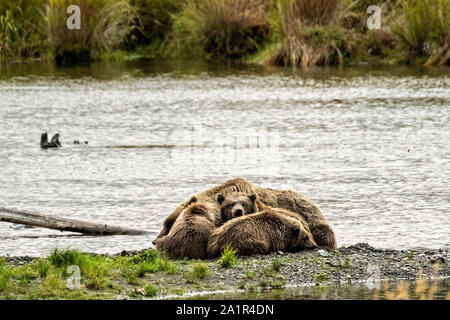 Un orso bruno famiglia composta da una scrofa chiamato #402 e i suoi tre cuccioli dormire sulla spiaggia al lago Naknek vicino Brooks Camp nel Parco Nazionale e Riserva di Katmai 16 Settembre 2019 vicino a King salmone, Alaska. Il parco si estende per i mondi più grande esecuzione di salmone con quasi 62 milioni di salmone che migrano attraverso i flussi che alimenta alcuni dei più grandi orsi nel mondo. Foto Stock