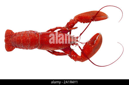 Recentemente bollita e red lobster isolati su sfondo bianco. Vista superiore dell'immagine. Foto Stock