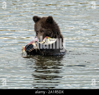 Un orso bruno cub mangia un salmone rosso lungo il basso Brooks laguna del fiume nel Parco Nazionale e Riserva di Katmai 16 Settembre 2019 vicino a King salmone, Alaska. Il parco si estende per i mondi più grande esecuzione di salmone con quasi 62 milioni di salmone che migrano attraverso i flussi che alimenta alcuni dei più grandi orsi nel mondo. Foto Stock