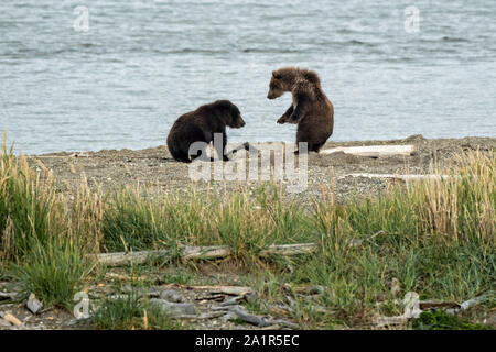 Orso bruno cubs giocare lungo il basso Brooks laguna del fiume nel Parco Nazionale e Riserva di Katmai 16 Settembre 2019 vicino a King salmone, Alaska. Il parco si estende per i mondi più grande esecuzione di salmone con quasi 62 milioni di salmone che migrano attraverso i flussi che alimenta alcuni dei più grandi orsi nel mondo. Foto Stock