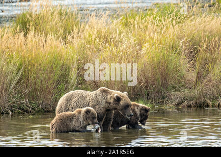 Un orso bruno sow e la sua molla cubs lungo le rive della parte inferiore del fiume Brooks nel Parco Nazionale e Riserva di Katmai 16 Settembre 2019 vicino a King salmone, Alaska. Il parco si estende per i mondi più grande esecuzione di salmone con quasi 62 milioni di salmone che migrano attraverso i flussi che alimenta alcuni dei più grandi orsi nel mondo. Foto Stock