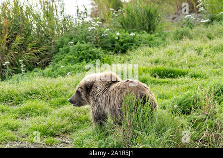 Un orso bruno cub in piedi su uno sputo di terra lungo la parte inferiore del fiume Brooks nel Parco Nazionale e Riserva di Katmai 16 Settembre 2019 vicino a King salmone, Alaska. Il parco si estende per i mondi più grande esecuzione di salmone con quasi 62 milioni di salmone che migrano attraverso i flussi che alimenta alcuni dei più grandi orsi nel mondo. Foto Stock