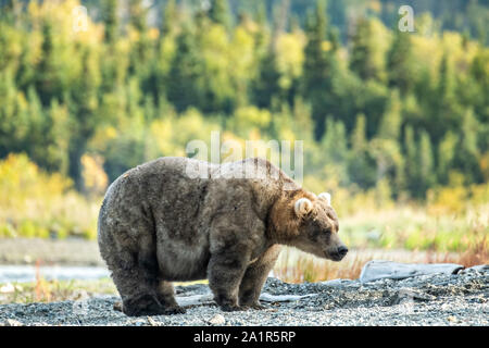 Una gran donna adulto orso bruno noto come 435 Holly, passeggiate lungo la spiaggia vicino Brooks Camp a nel Parco Nazionale e Riserva di Katmai 16 Settembre 2019 vicino a King salmone, Alaska. Il parco si estende per i mondi più grande esecuzione di salmone con quasi 62 milioni di salmone che migrano attraverso i flussi che alimenta alcuni dei più grandi orsi nel mondo. Foto Stock