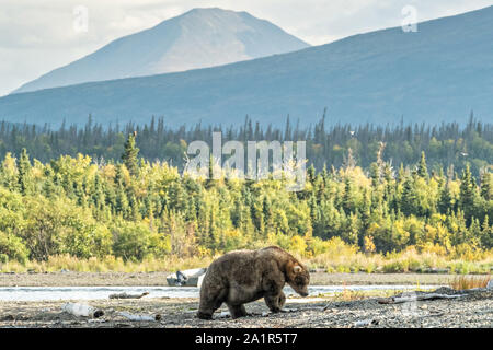 Una gran donna adulto orso bruno noto come 435 Holly, passeggiate lungo la spiaggia vicino Brooks Camp a nel Parco Nazionale e Riserva di Katmai 16 Settembre 2019 vicino a King salmone, Alaska. Il parco si estende per i mondi più grande esecuzione di salmone con quasi 62 milioni di salmone che migrano attraverso i flussi che alimenta alcuni dei più grandi orsi nel mondo. Foto Stock