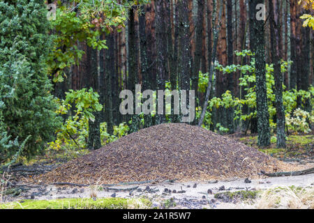 Grande wild formicaio nella foresta. Outdoor fauna di insetti nel legno Foto Stock