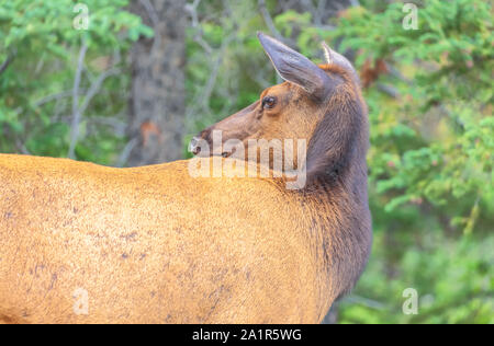 Alce femmina (Cervus canadensis) nel Parco Nazionale di Jasper, Alberta, Canada. Foto Stock