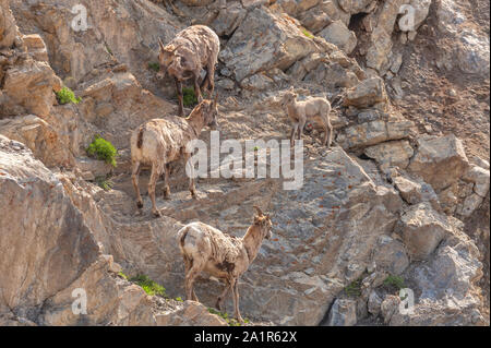 Gregge di pecora di bighorn (Ovis canadensis canadensis) sul pendio roccioso della montagna, Parco Nazionale di Banff, Alberta, Canada. Foto Stock